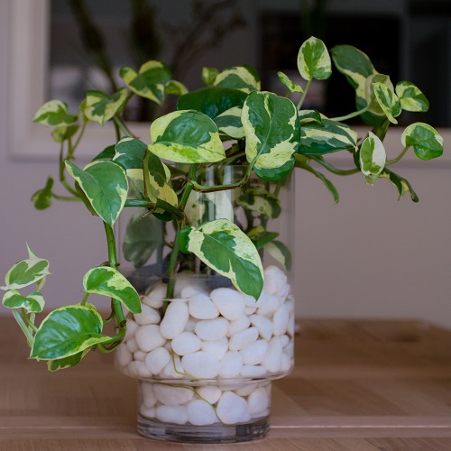 Grow Pothos in Mineral wool and pebbles