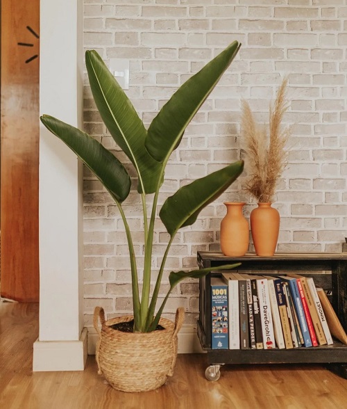 travellers palm indoor plant