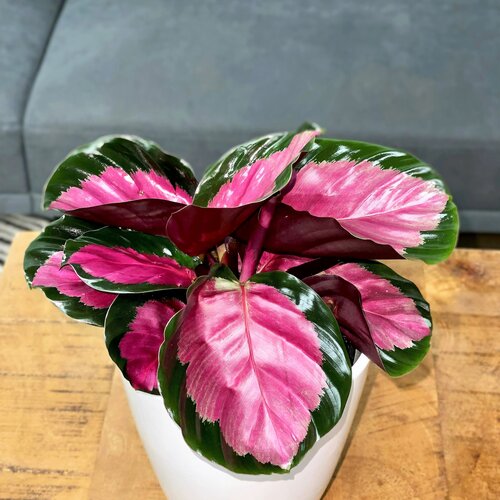 Everything About Growing Pink Star Calathea Indoors 2