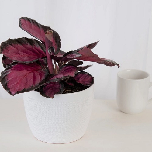 Everything About Growing Pink Star Calathea Indoors 1