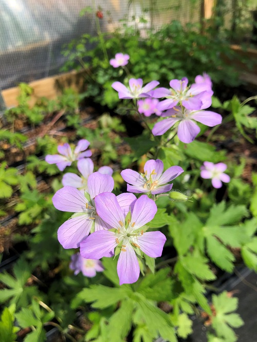 Geranium maculatum - Edible Purple Flower Varieties 