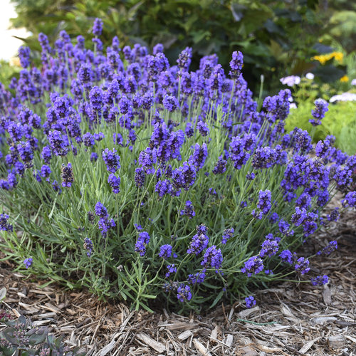 Edible Purple Flower