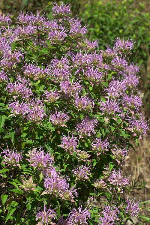 Edible Purple Flower 