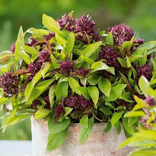 Edible Purple Flower Varieties
