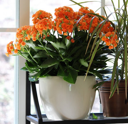 Flowers to Grow Indoors on Windowsill 