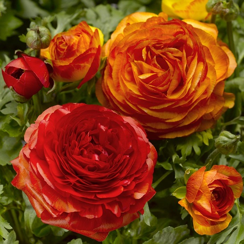 Best Red and Yellow Roses 3
