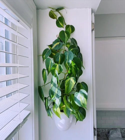 Philodendron in Office