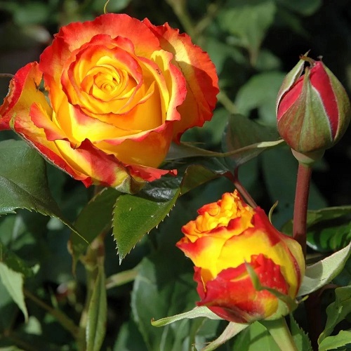 Best Red and Yellow Roses 2