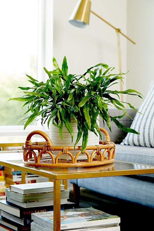 Cleverly Insane Ways to Display Ferns Indoors 5