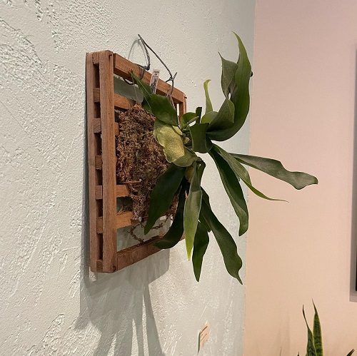 Staghorn Fern on the Wall