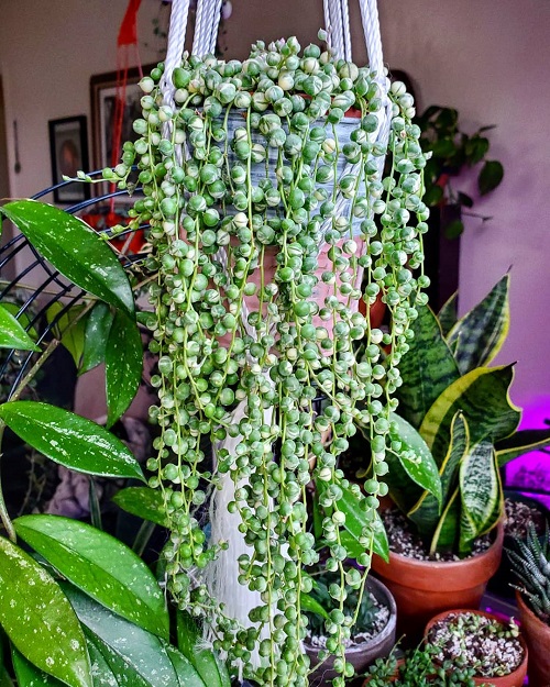 trailing evergreen plants for hanging basket- string of pearls 