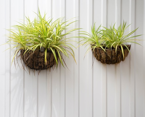 wall mounted Ideas for a  spider plant display