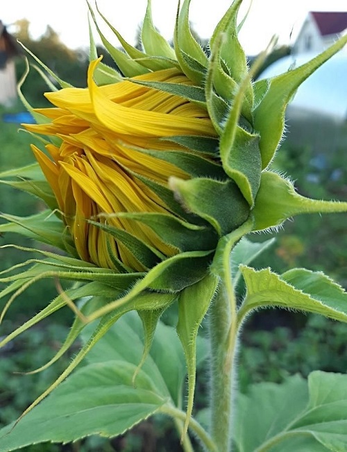 Sunflowers Close Up