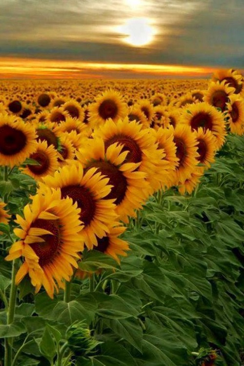 Sunflowers Follow the Sun 