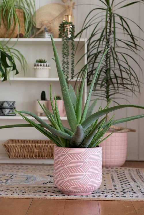 Best Indoor Plants 