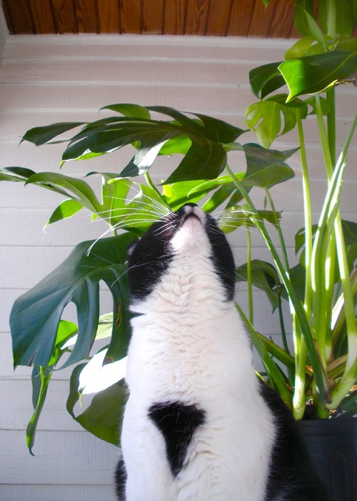 Is Monstera Toxic to Cats
