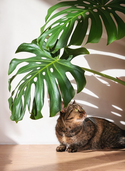 MONSTERA POISONING IN CATS