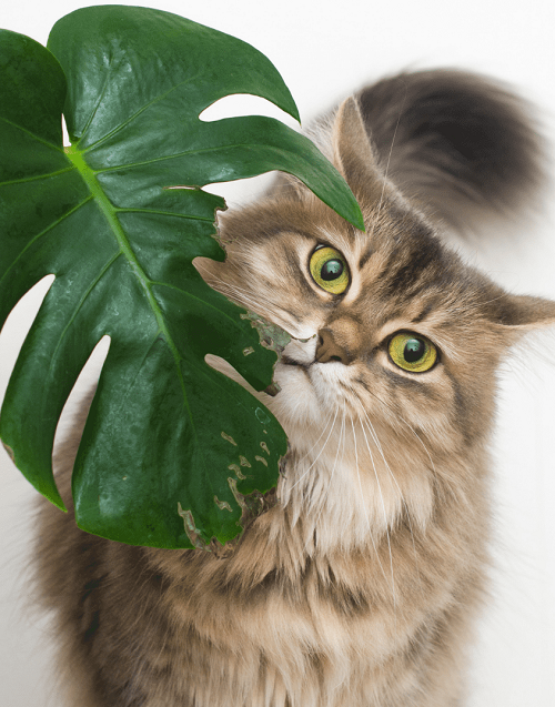Cats From Eating Monstera