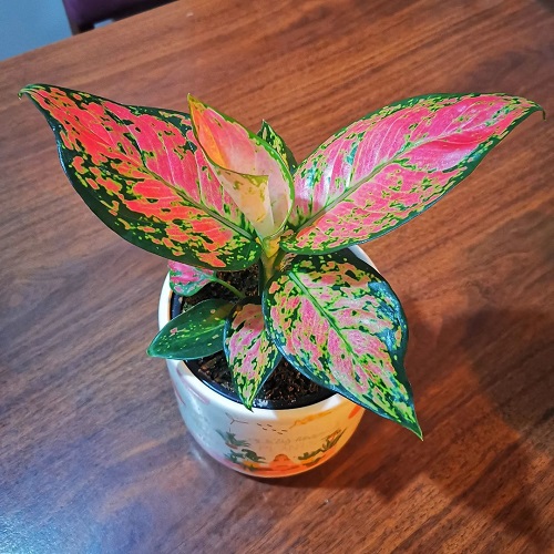 Aglaonema Shiny Leaves all the Time 