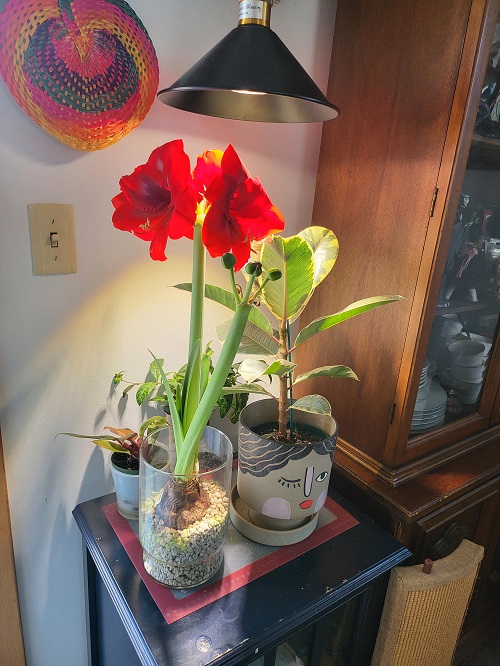 Indoor Flowering Bulbs 1