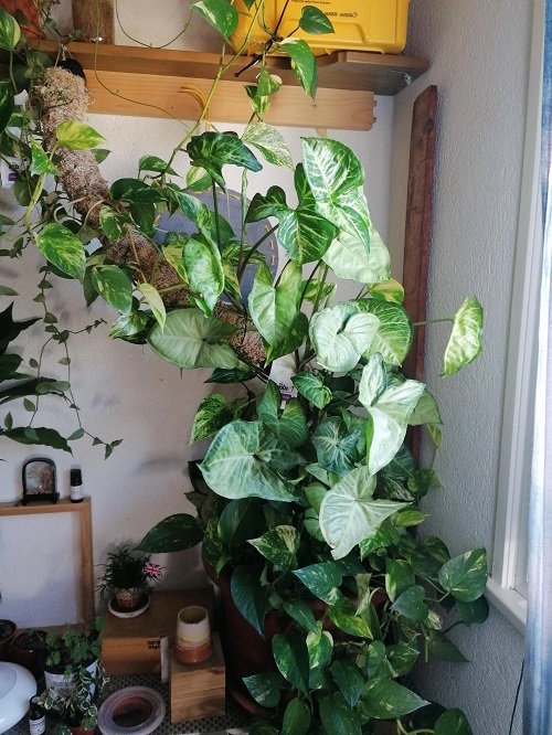 Syngonium podophyllum Indoor Vines that Can Survive Without Sunlight 