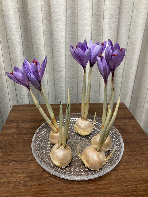 Indoor Flowering Bulbs 3