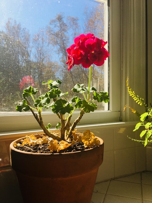 Flowers to Grow Indoors on Windowsill 
