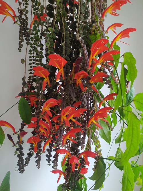 Indoor Vines that Can Survive Witgout Sunlight