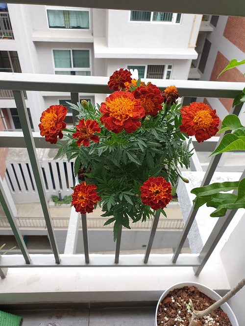 Summer Flowers to Grow Indoors on Windowsill