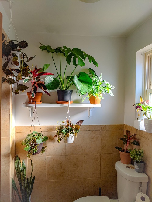 Plants in Bathroom Ideas 