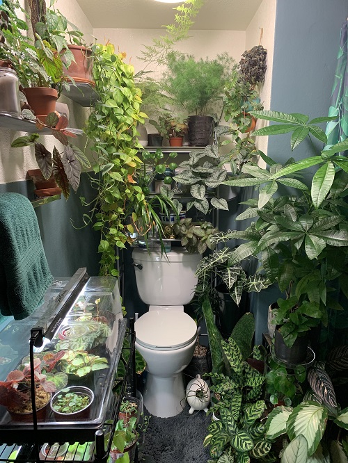  Bathroom Plants 