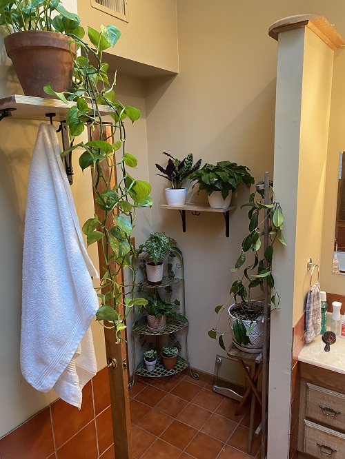 Plants in Bathroom