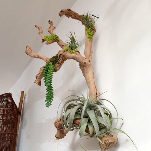Mount Some Houseplants on a Driftwood
