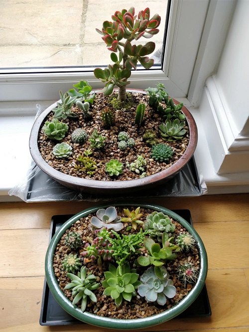 Unique Succulent Planting 