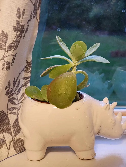 Unique Succulent 