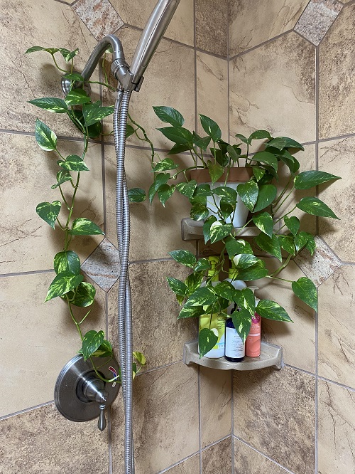 Plants in Bathroom Ideas 