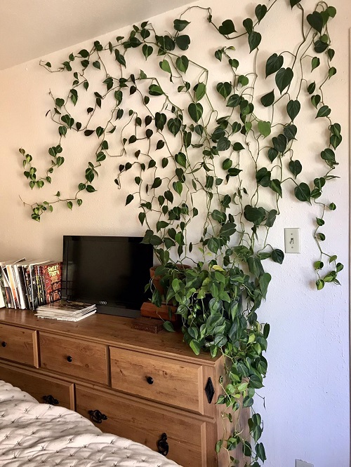 Stylish Things You Can Do With Philodendron 