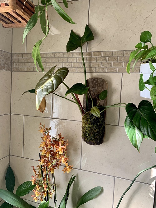 Philodendron in Bathroom