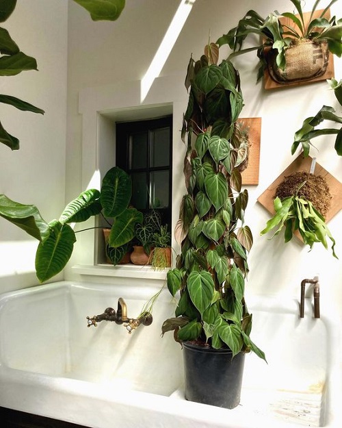 Philodendron in Bathroom