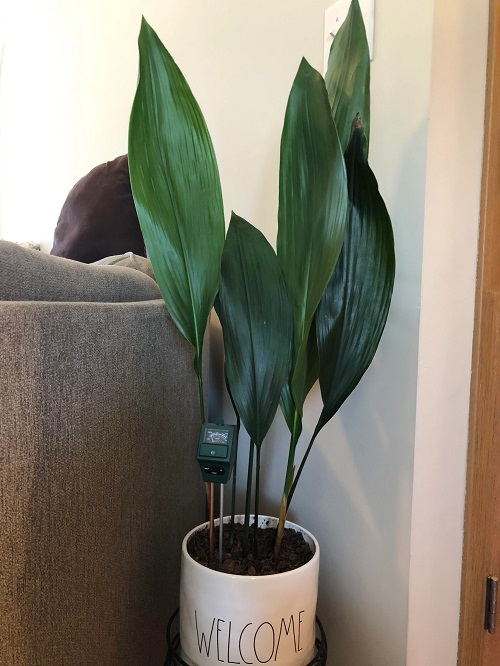 Aspidistra elatior Houseplant with Shiny Leaves all the Time 
