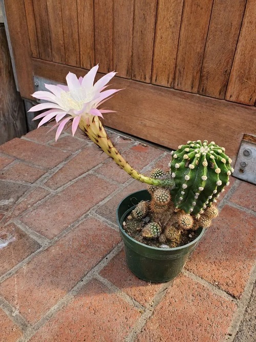 Bloom Flowers Cactuses