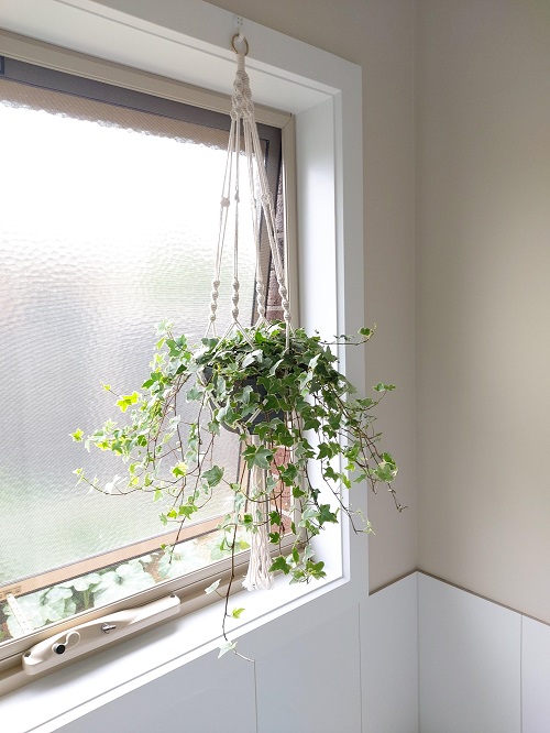Hanging Plants That Thrive In A Bathroom