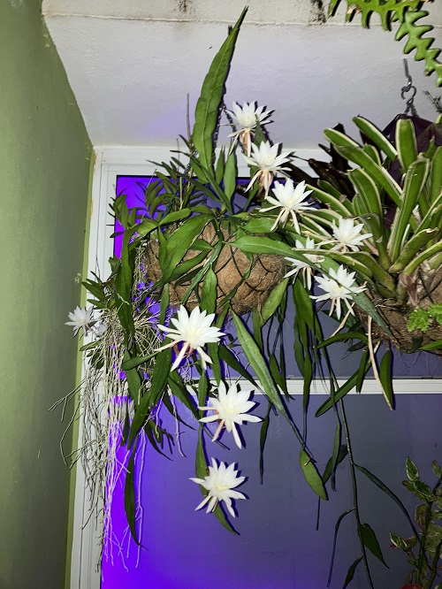 Cactuses that Bloom Flowers 