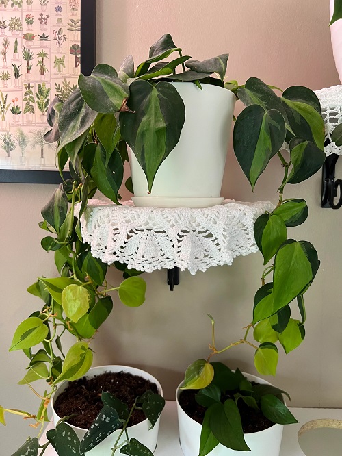 Floating Shelves - Stylish Things You Can Do With Philodendron 