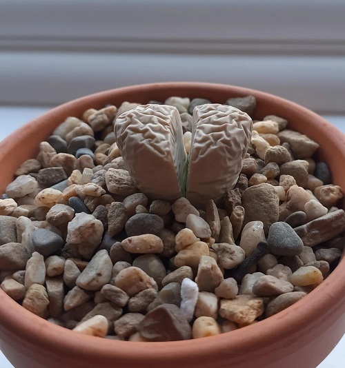 Horizontal Wrinkles - Signs Of Underwatered Lithops