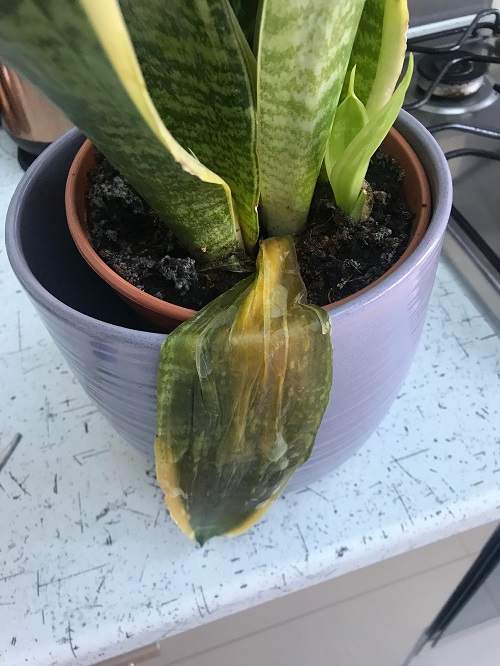 Fatal Snake Plant Growing Mistakes 
