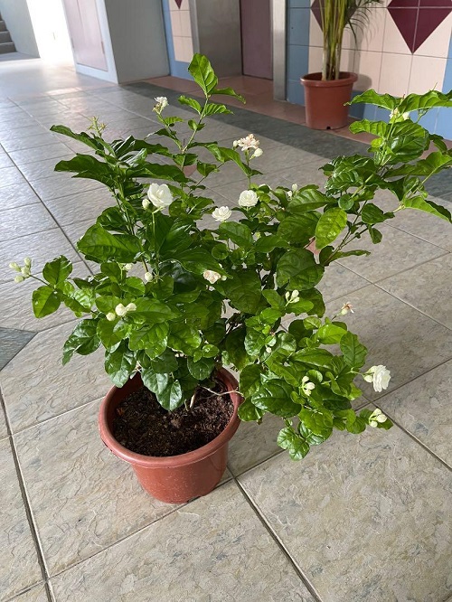 Fragrant Jasmine Varieties You Can Grow Indoors