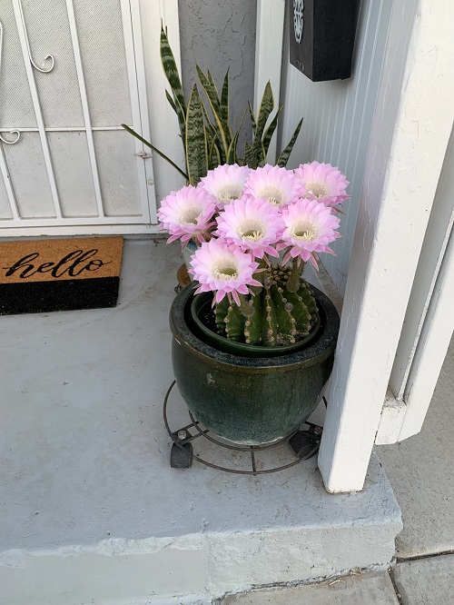 Mammillaria elongata Cactuses that Bloom Flowers 