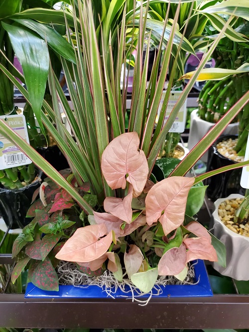 best Pink Syngonium Varieties for indoor