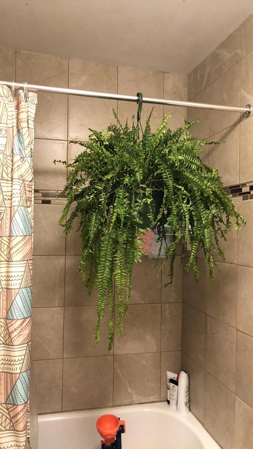 Plants That Thrive In A Bathroom